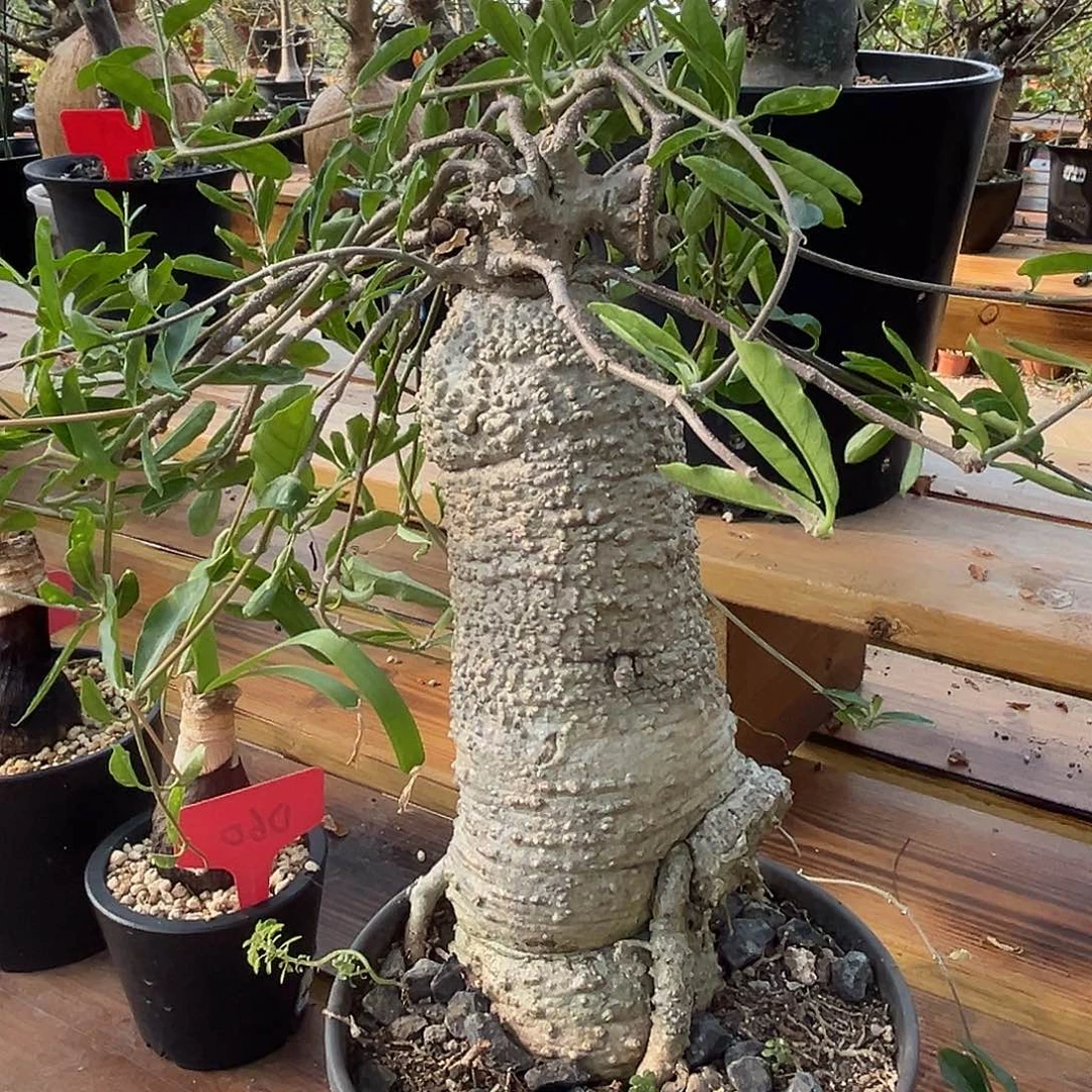 汤圆植物火星人哈