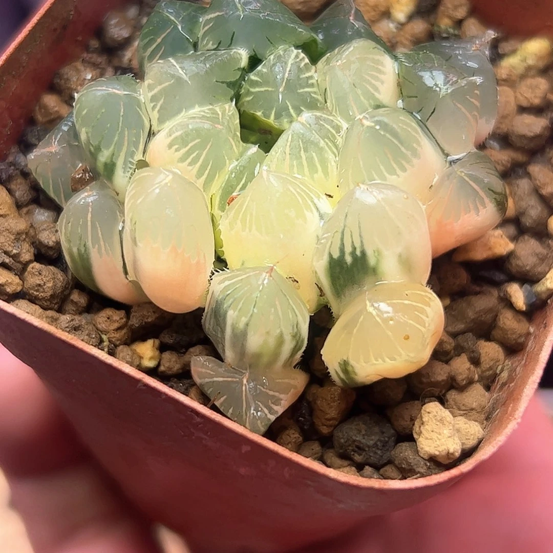 糊斑夏沫锦十二卷多肉