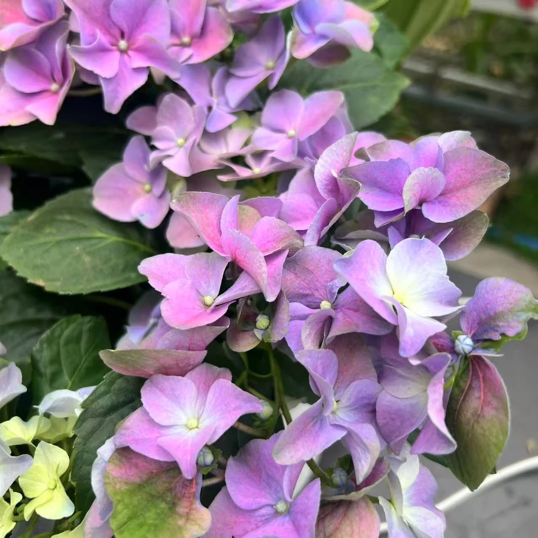 【无尽夏】红色无尽夏绣球 104团天鹅之乡大棚优品好养活