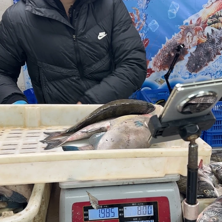 中国大陆雪*V杂鱼