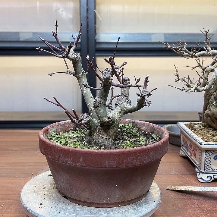 红陶陆*陶陶盆盆