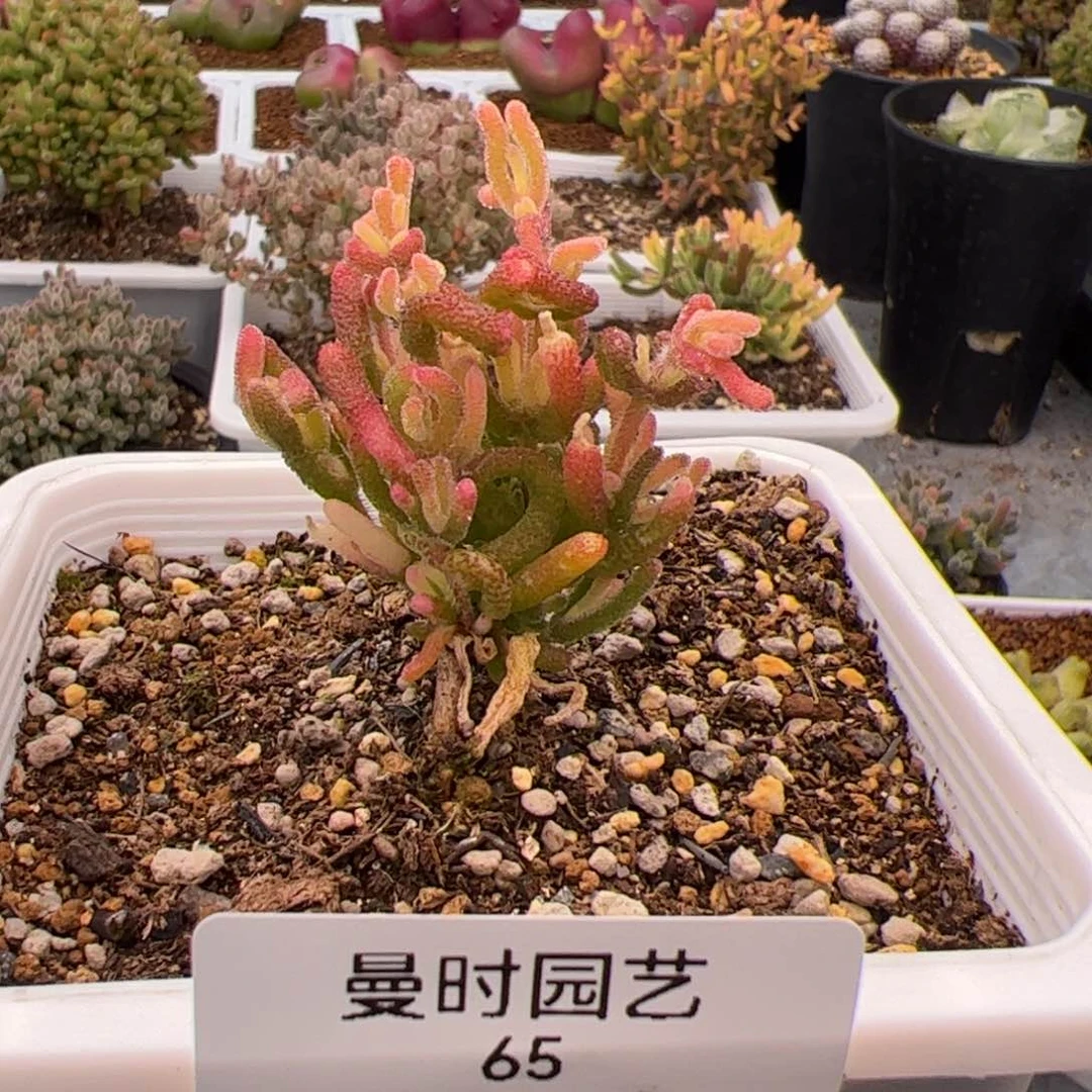 65号钻石锦2.23多肉