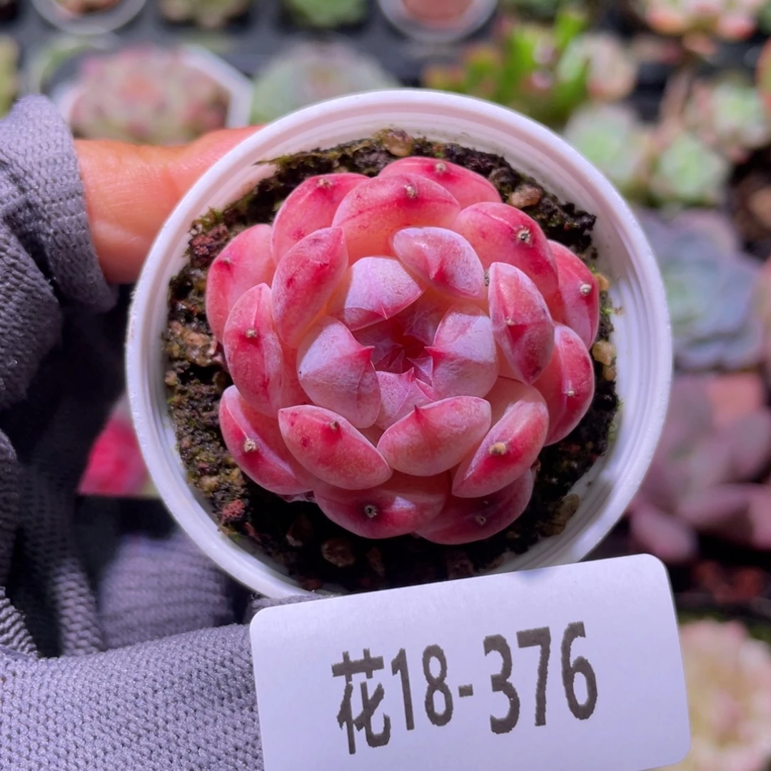 花利美18-376白桃汽水