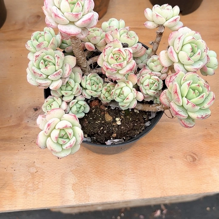 多肉植物，香草一颗