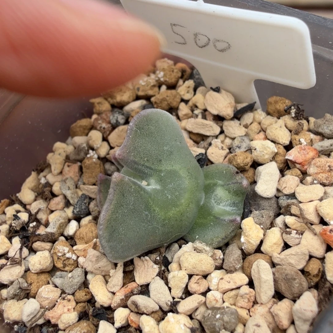 韩国短耳大眼睛 10-20-L3