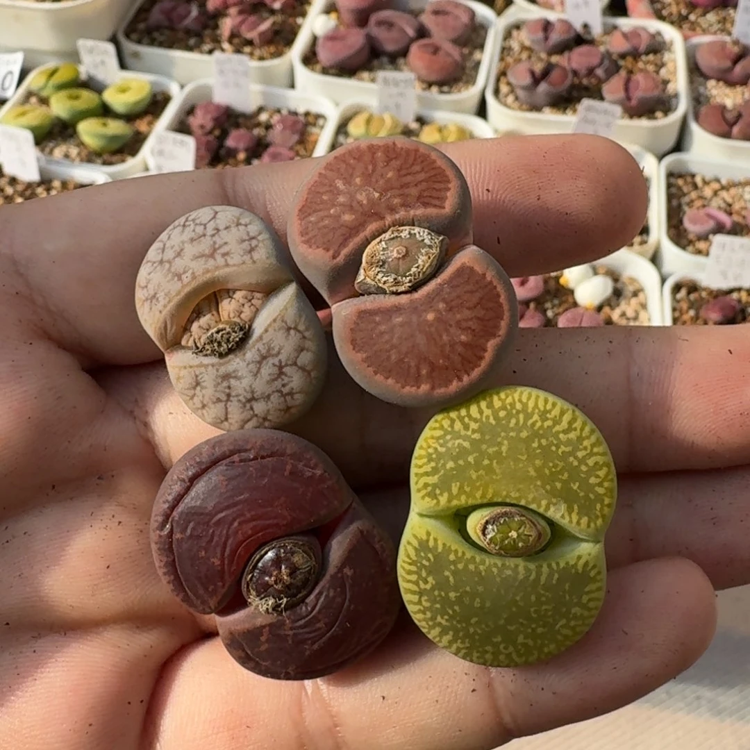 K015绿光阳酒红美菊拿铁荒母本