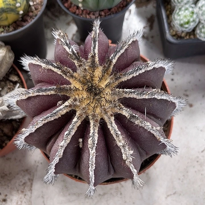 仙人球开花仙人球上