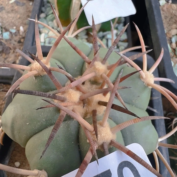 花王。 自根。