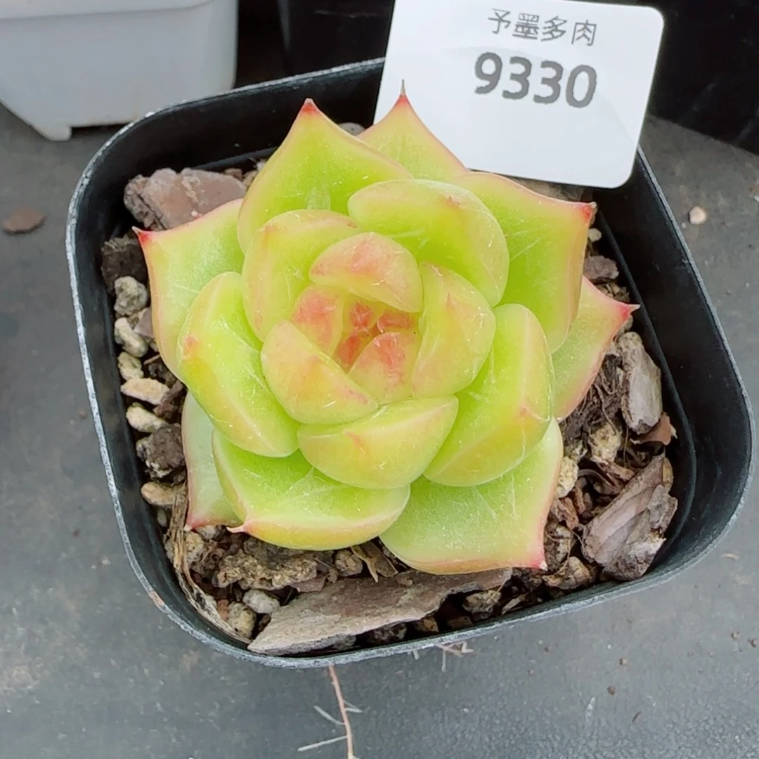 黄玉珍妮，9330多肉植物