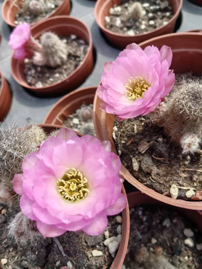 华丽粉色（单头小）   自生根  进口 杂交白檀 1年苗 盆栽 阳台