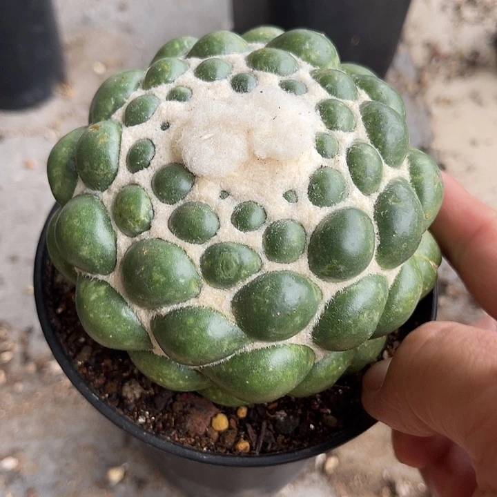 无花朵无刺象牙蜘蛛眼