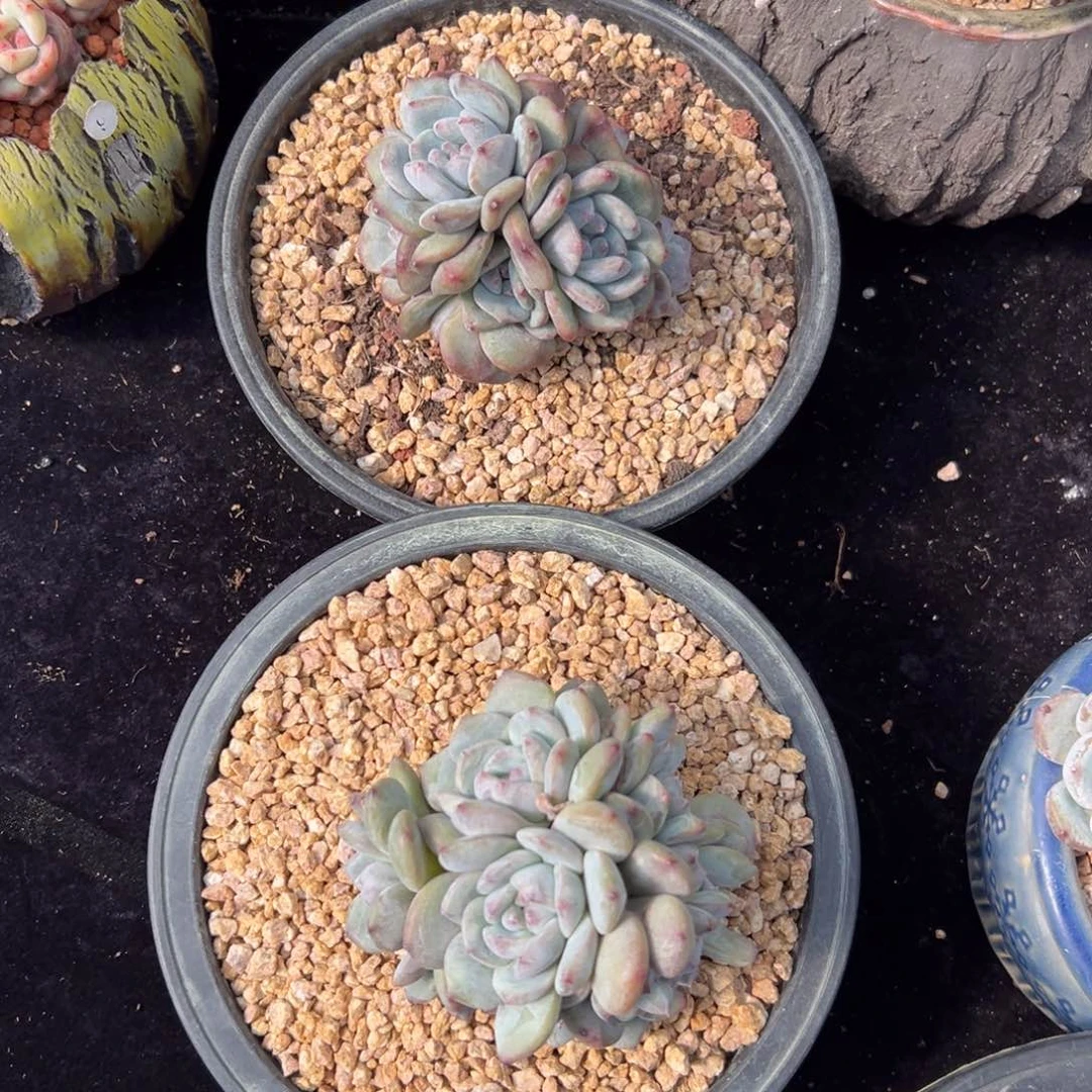 新年快乐 新年快乐