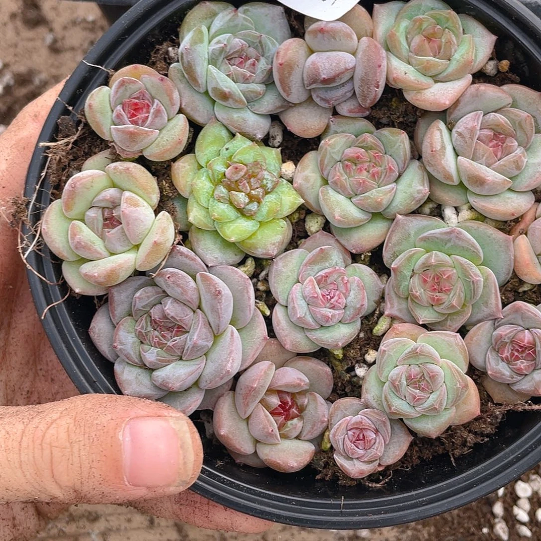 多肉植物多肉植物463