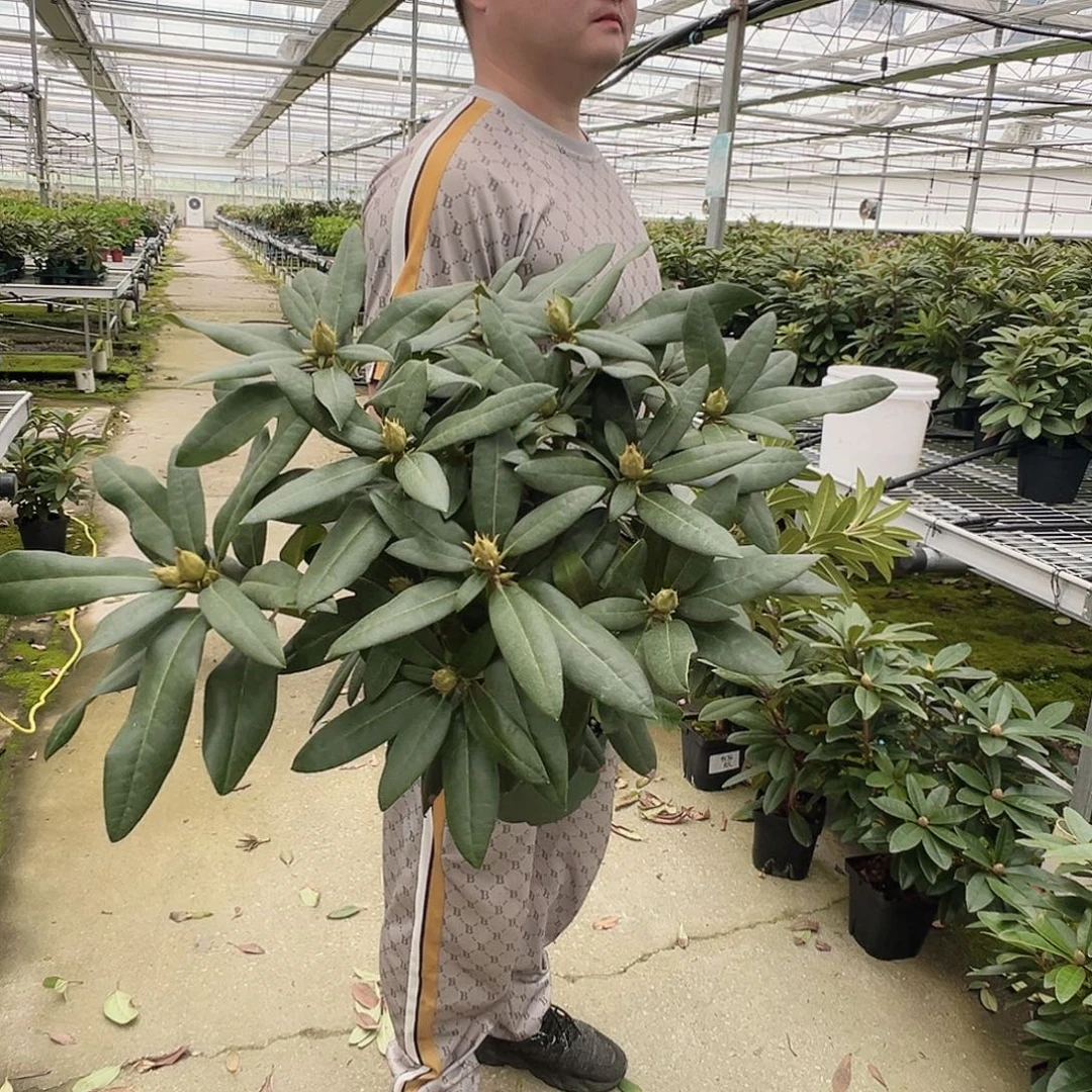 无花朵红爹高山杜鹃不错的
