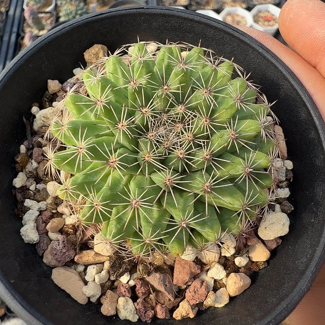 实生白雪丸脱土发货