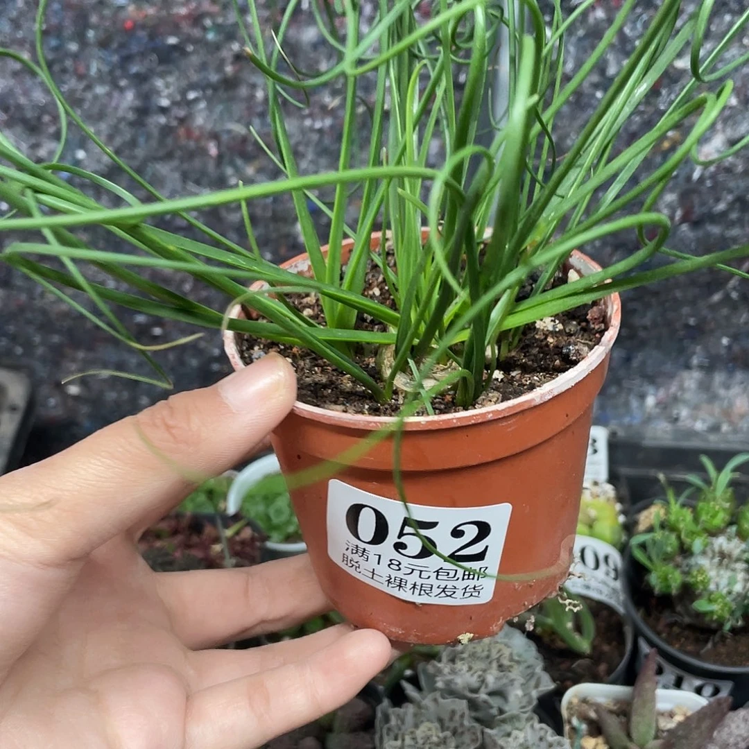 052卷叶弹簧（满18元包邮）