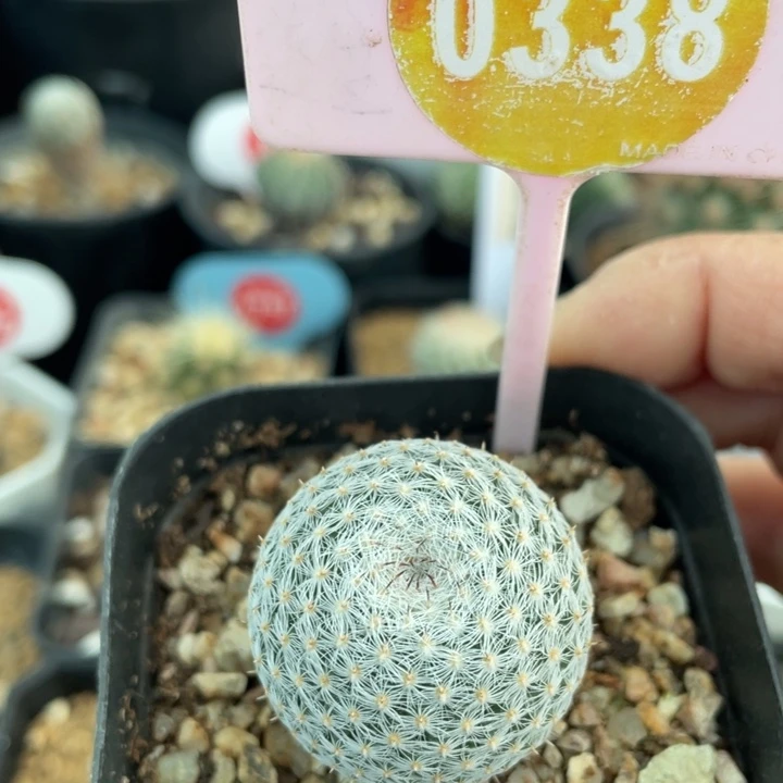 实生雪鹃03380000000