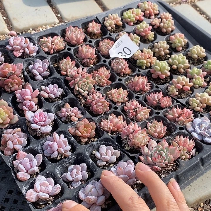 30 多肉植物盆栽花卉
