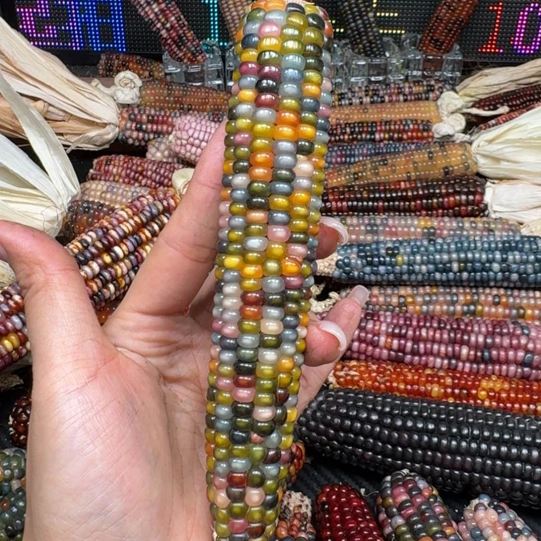 柏香籽/百香籽吊坠私*