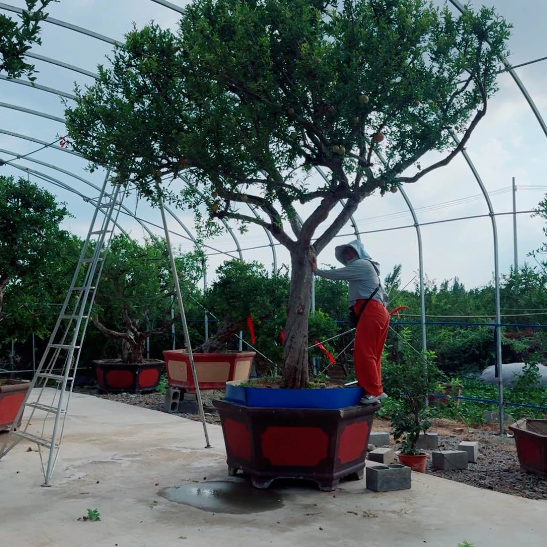 大红袍石榴一物一拍