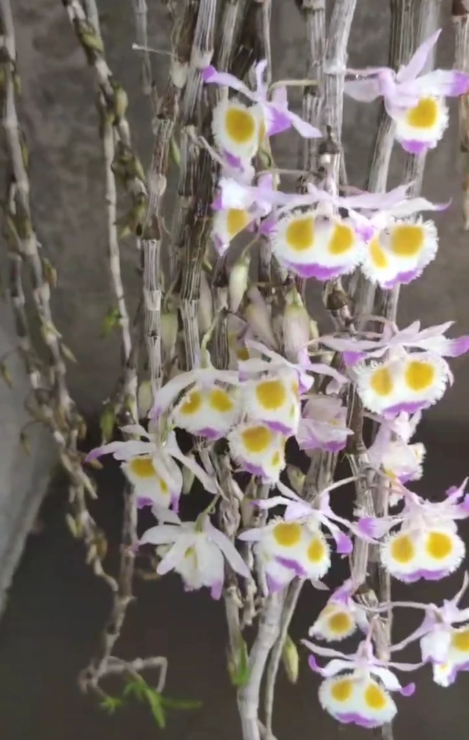 板植紫皮，高山养殖，实用性强，有着不染尘埃的紫，搭配粉色的红心