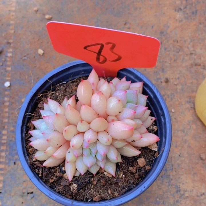 这种事情不可能不