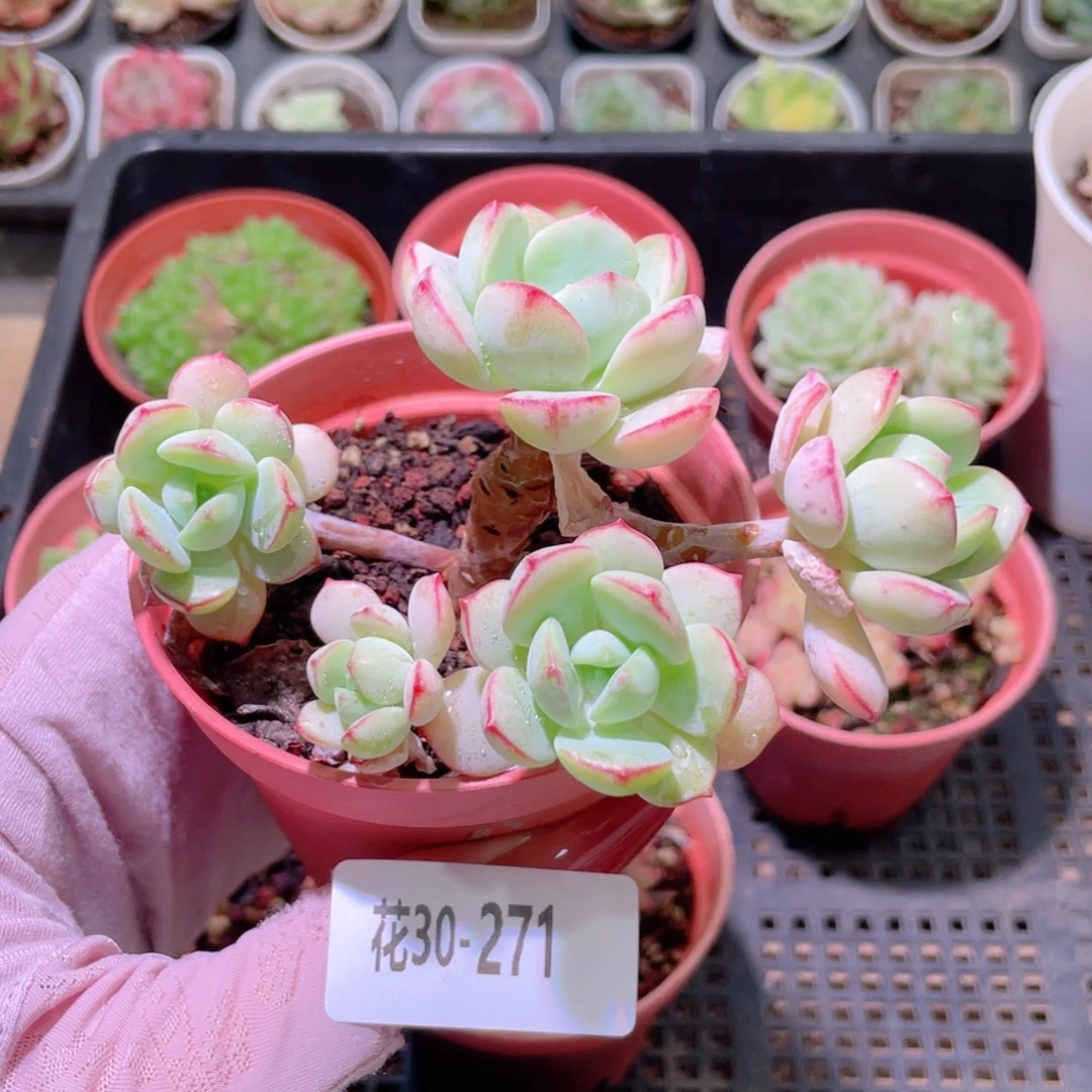 花利美30-271香草