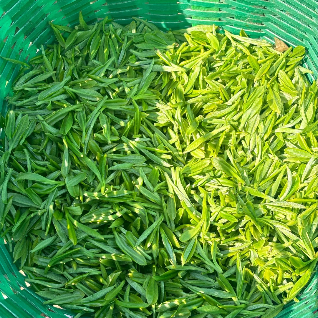 口粮茶【明前一芽二叶】碧螺春绿茶25年新茶苏州东山100g+送25g