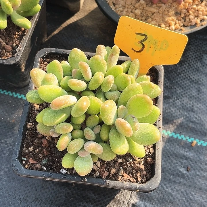 芒果奶3号码牌子的话题