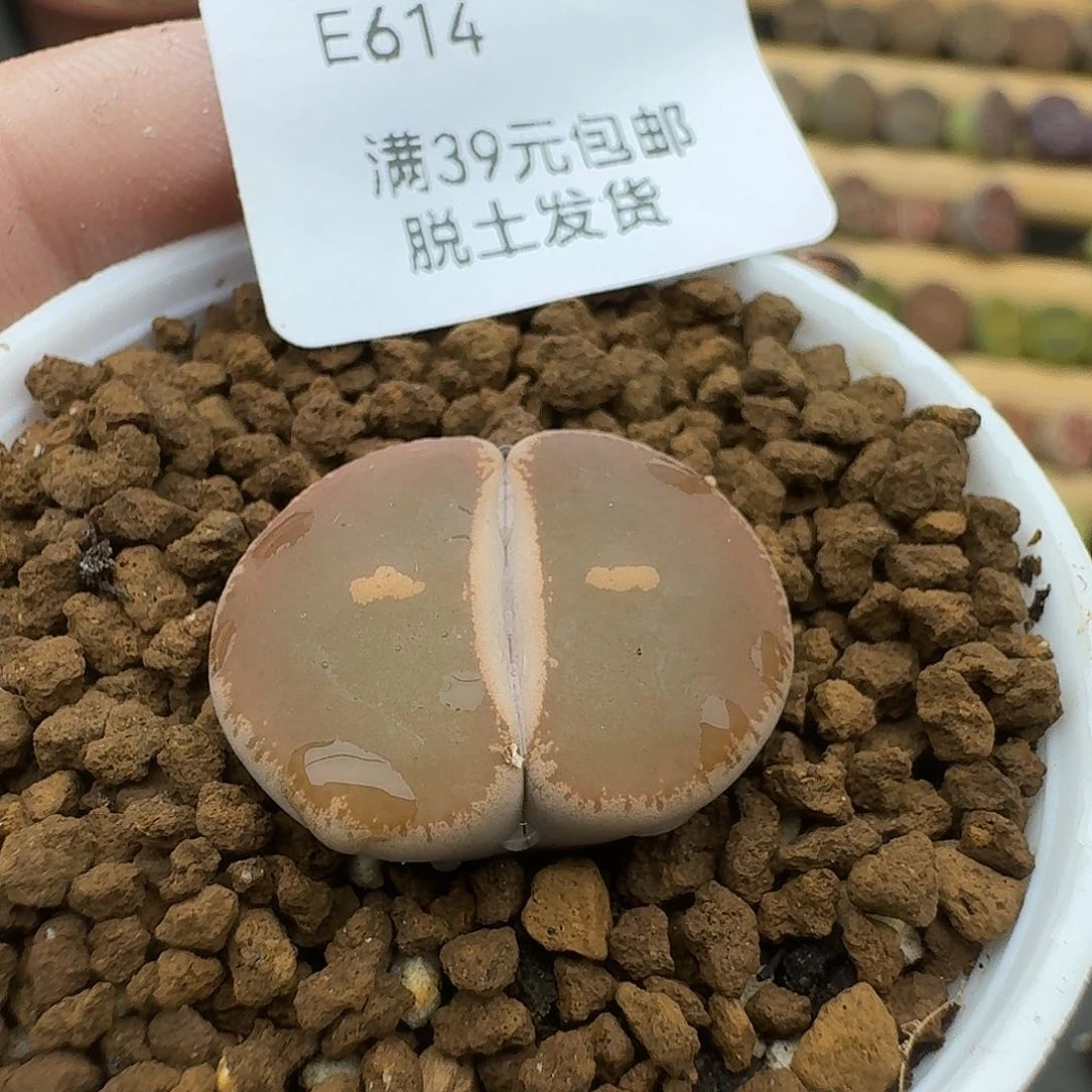 614哈哈哈哈哈哈哈哈哈