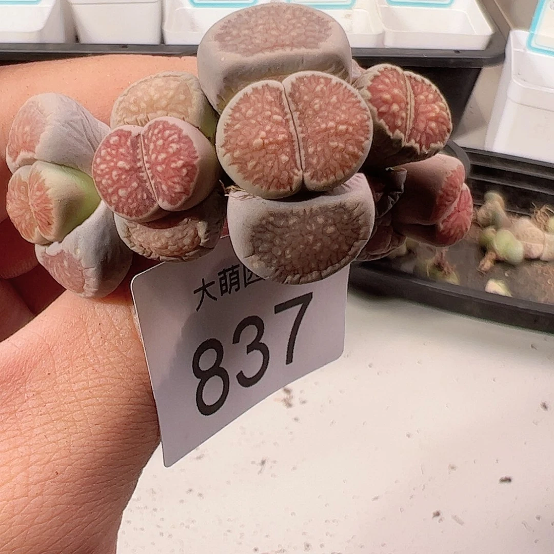 0000837 一物一拍……