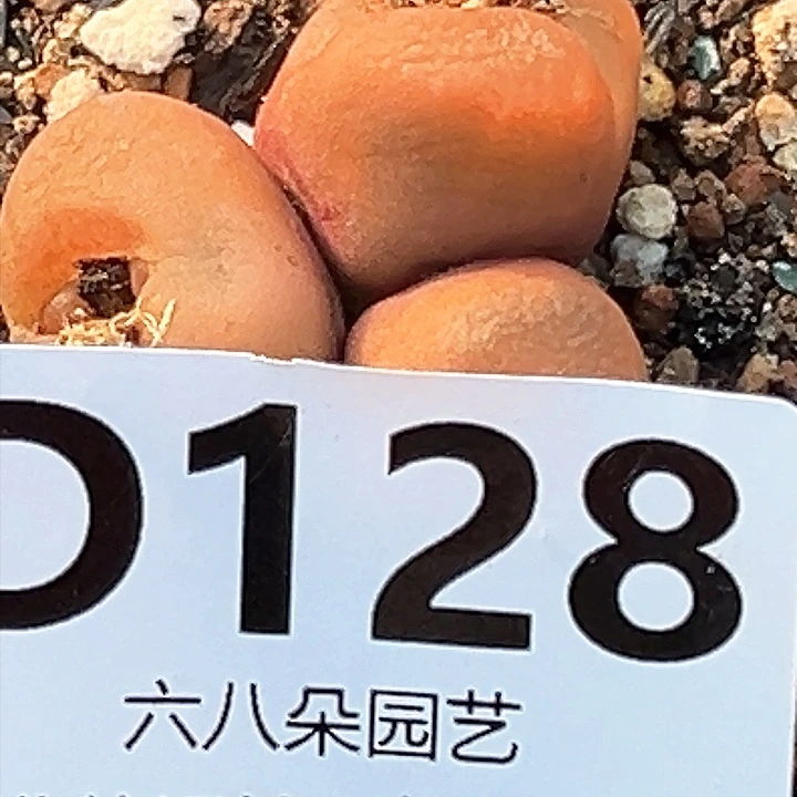 喜*毛汗尼333333