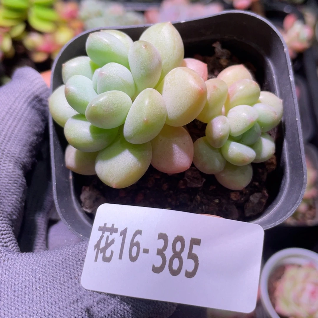 花利美16-385泡泡糖