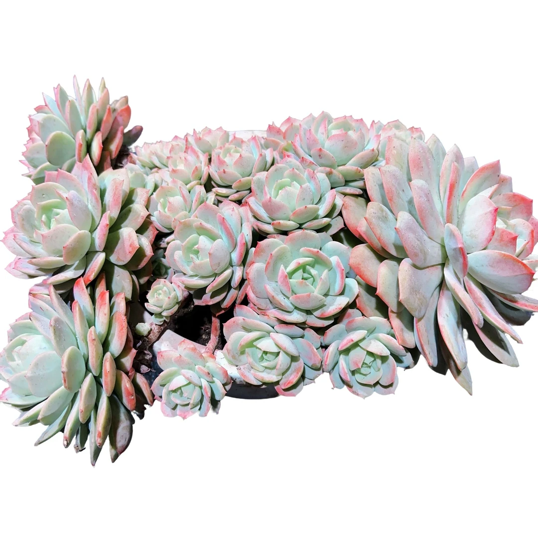 精品多肉植物 恋曲