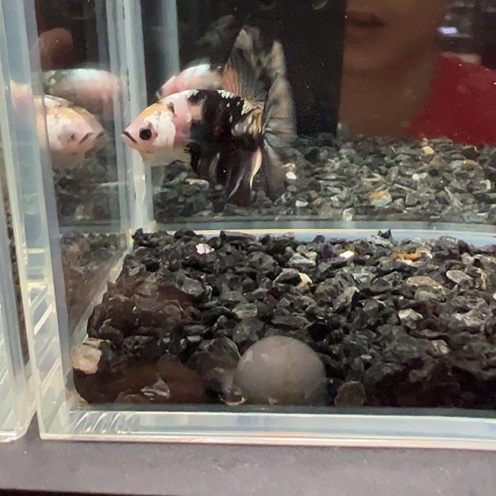 斗鱼一单包邮14日 84