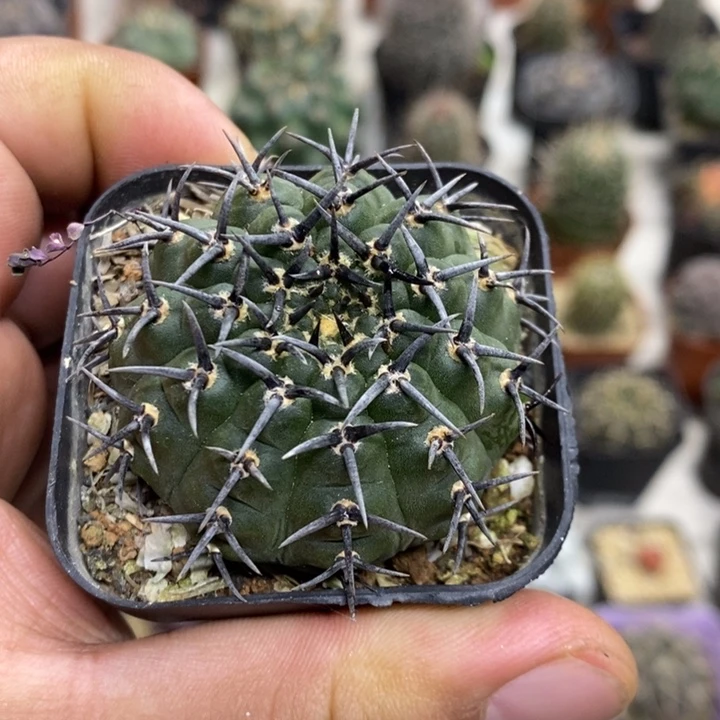 实生黑刺凤头特价