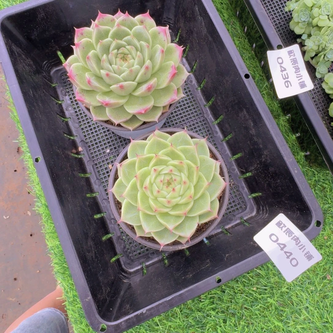 团***奶多肉植物麦秆单头两颗0440
