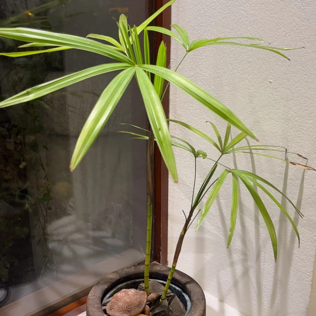 茶壶紫砂紫砂 原矿泥料