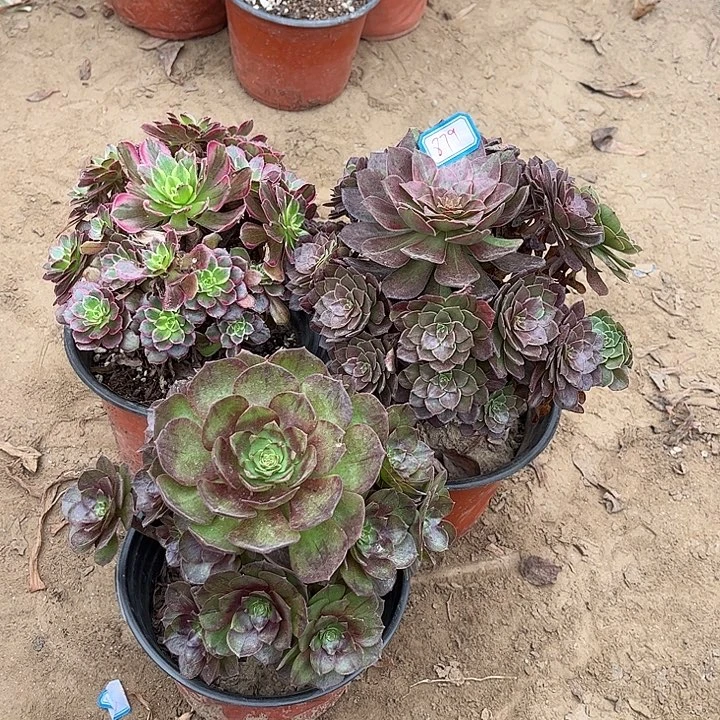 879多肉植物组合，