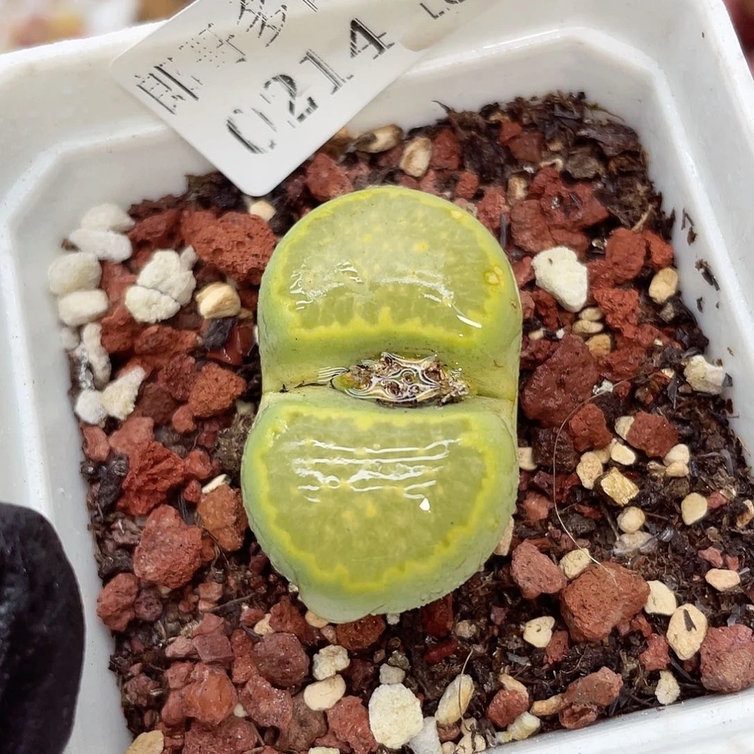 生石花满18包邮14-134