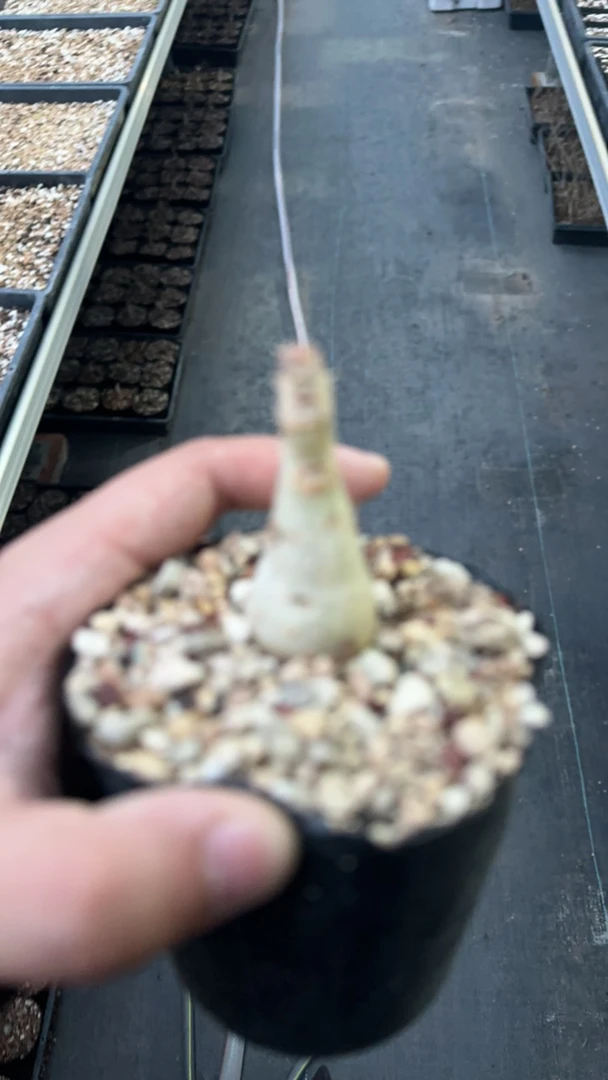 银叶  多肉植物。
