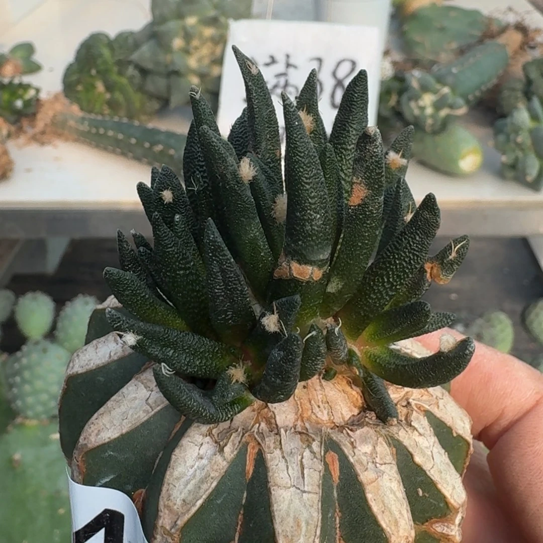 【闪购商品】无花朵开****人龙蛇兰408