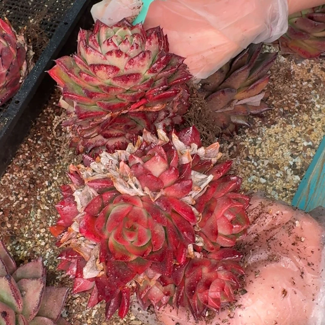 从前慢花园多肉编号0101-93