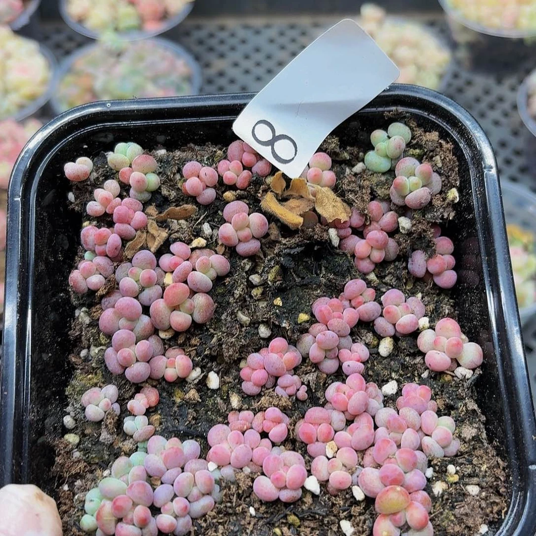 可**爱多肉植物多肉植物8