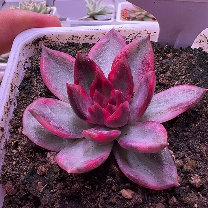 1063号火焰山锦多肉