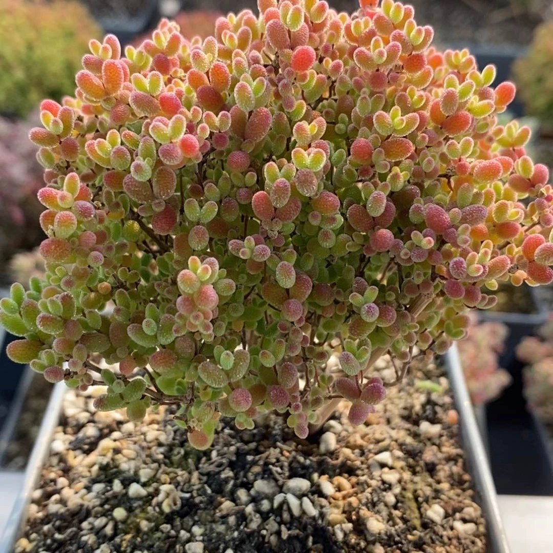 捡漏蜜橘糖球7536枝干番杏