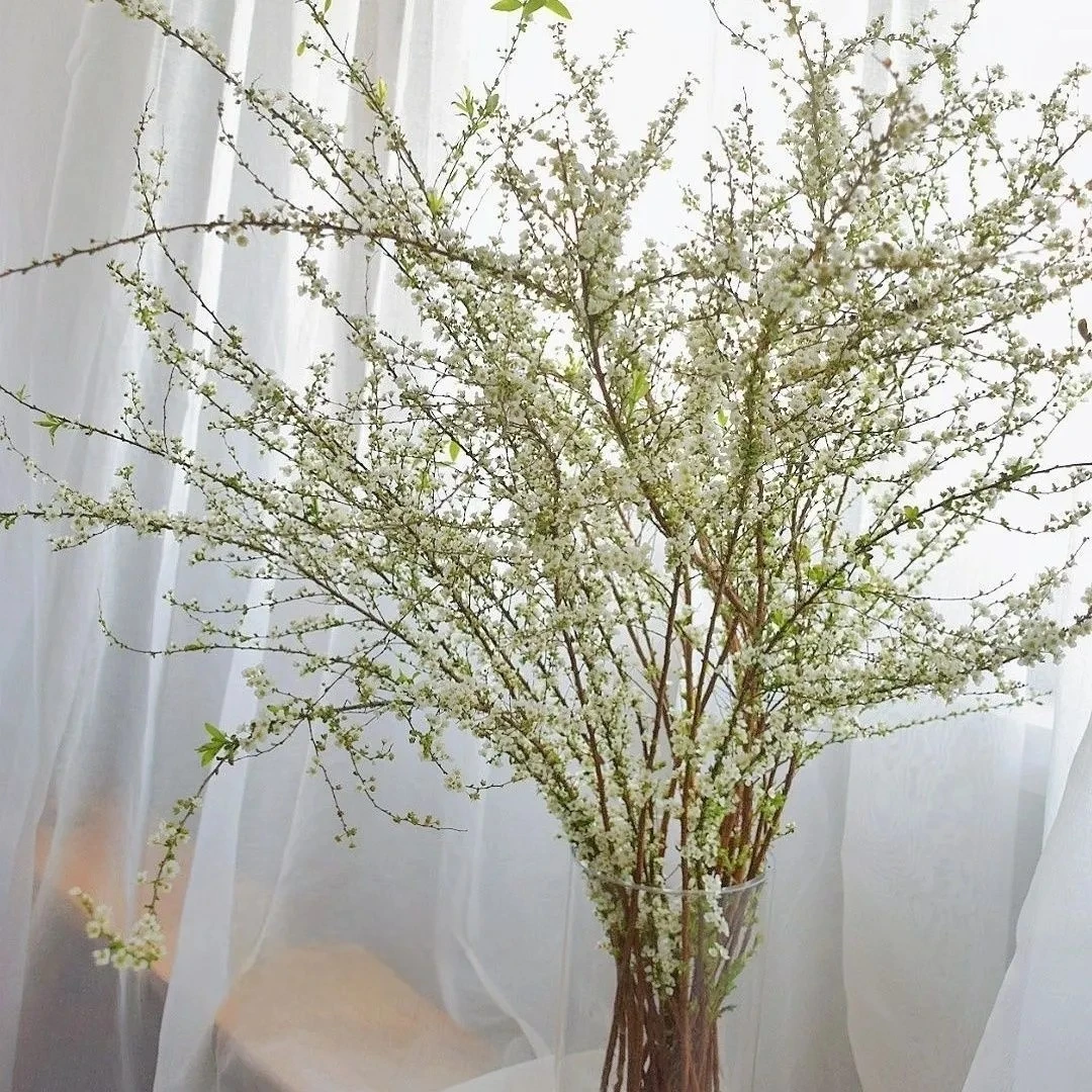 雪柳鲜枝带芽苞水培植物水养插花室内雪花遇水开花03