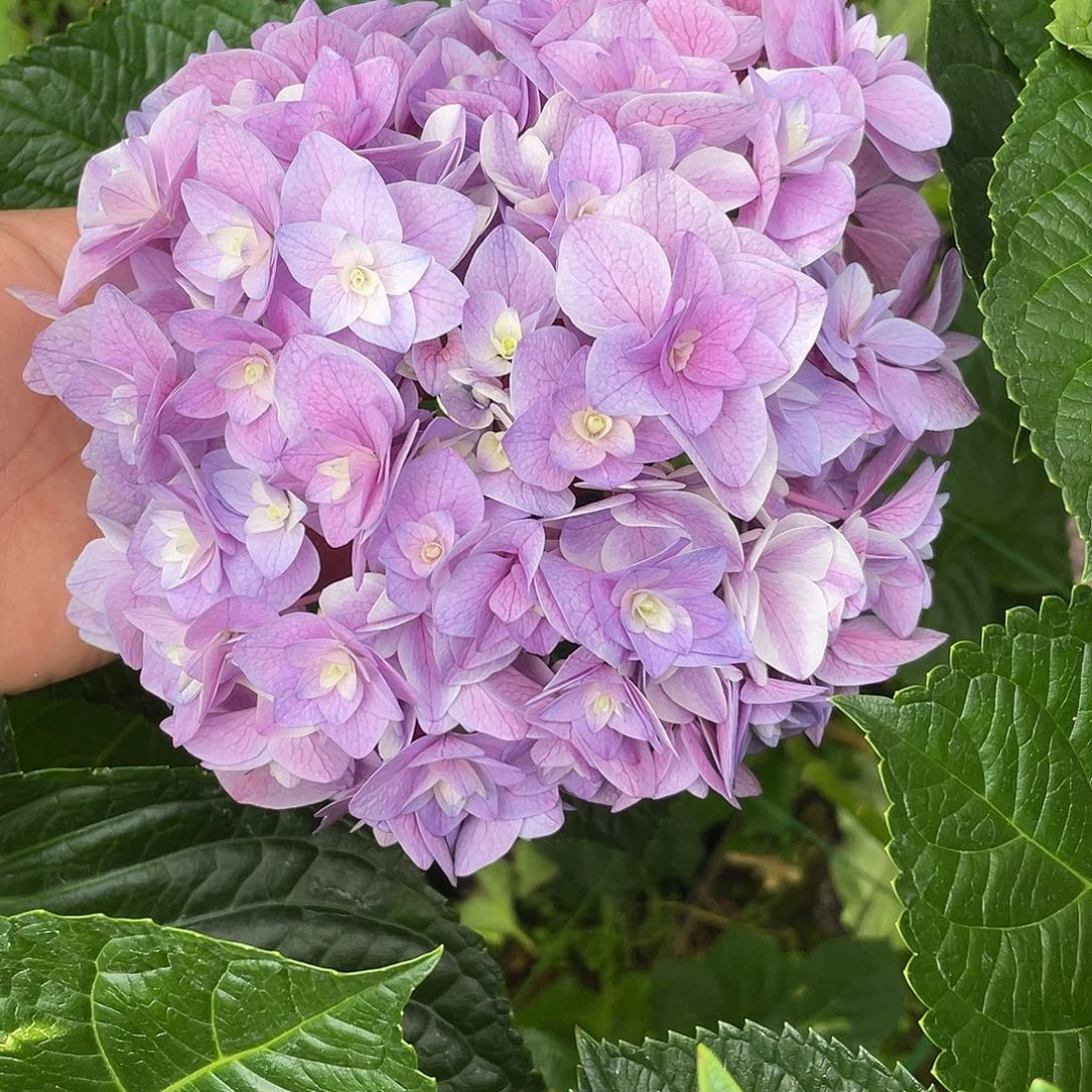 绣球切花一物一拍3枝起包邮，103