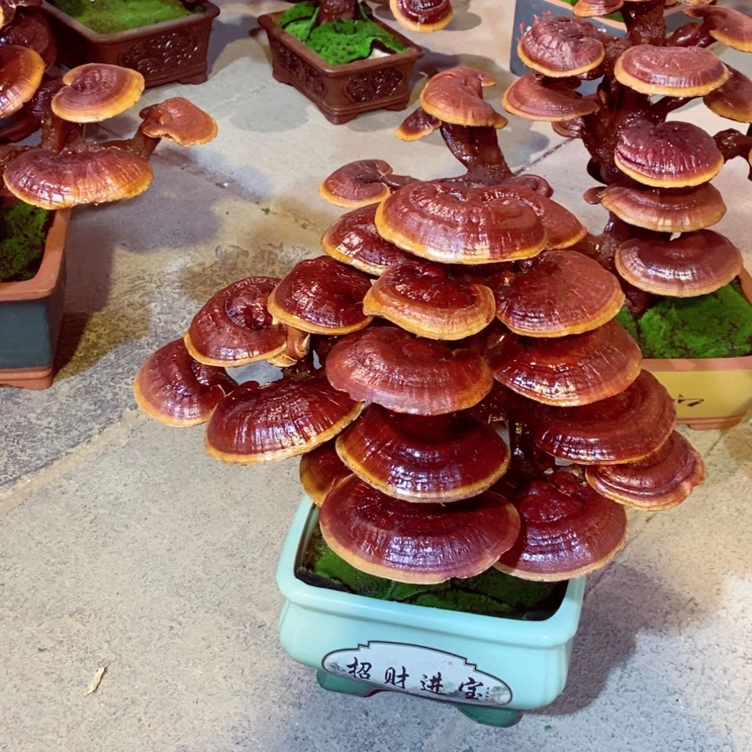 石***丹无花朵发财树发财树发洋财