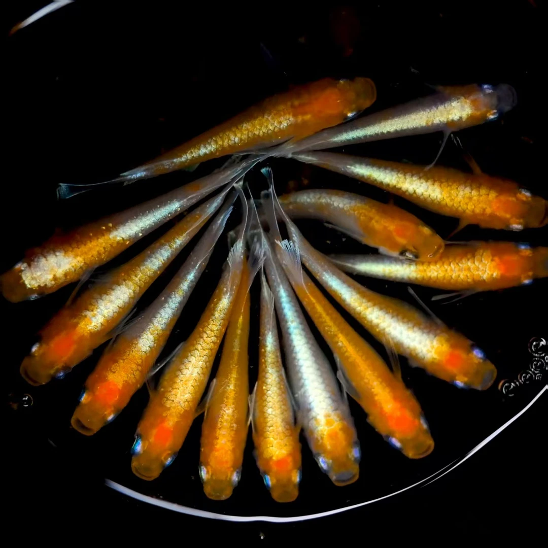 观背青鳉赤壁红白精品鱼卵亚成鱼冷水观赏鱼皮实好养懒人古法鱼